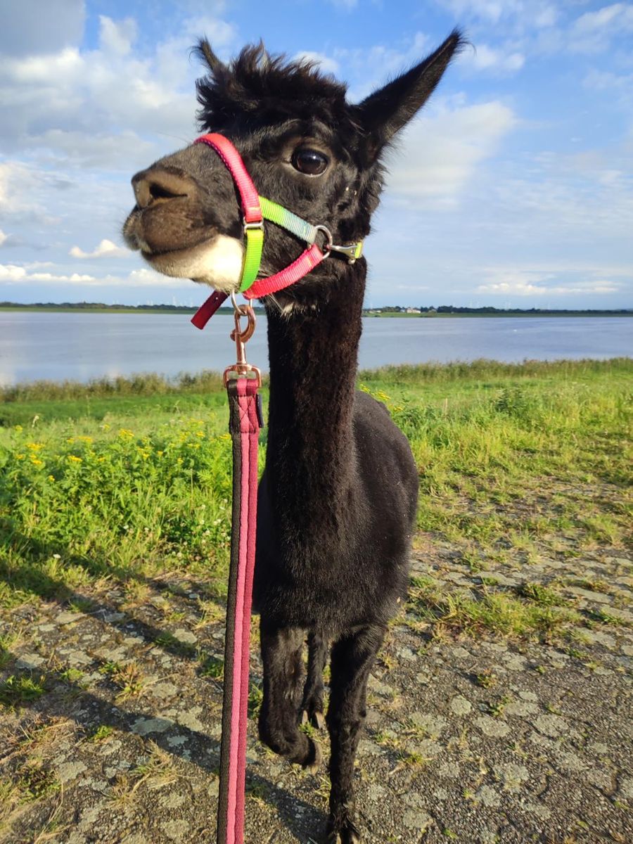Schwarzes Alpaka mit buntem Halfter
