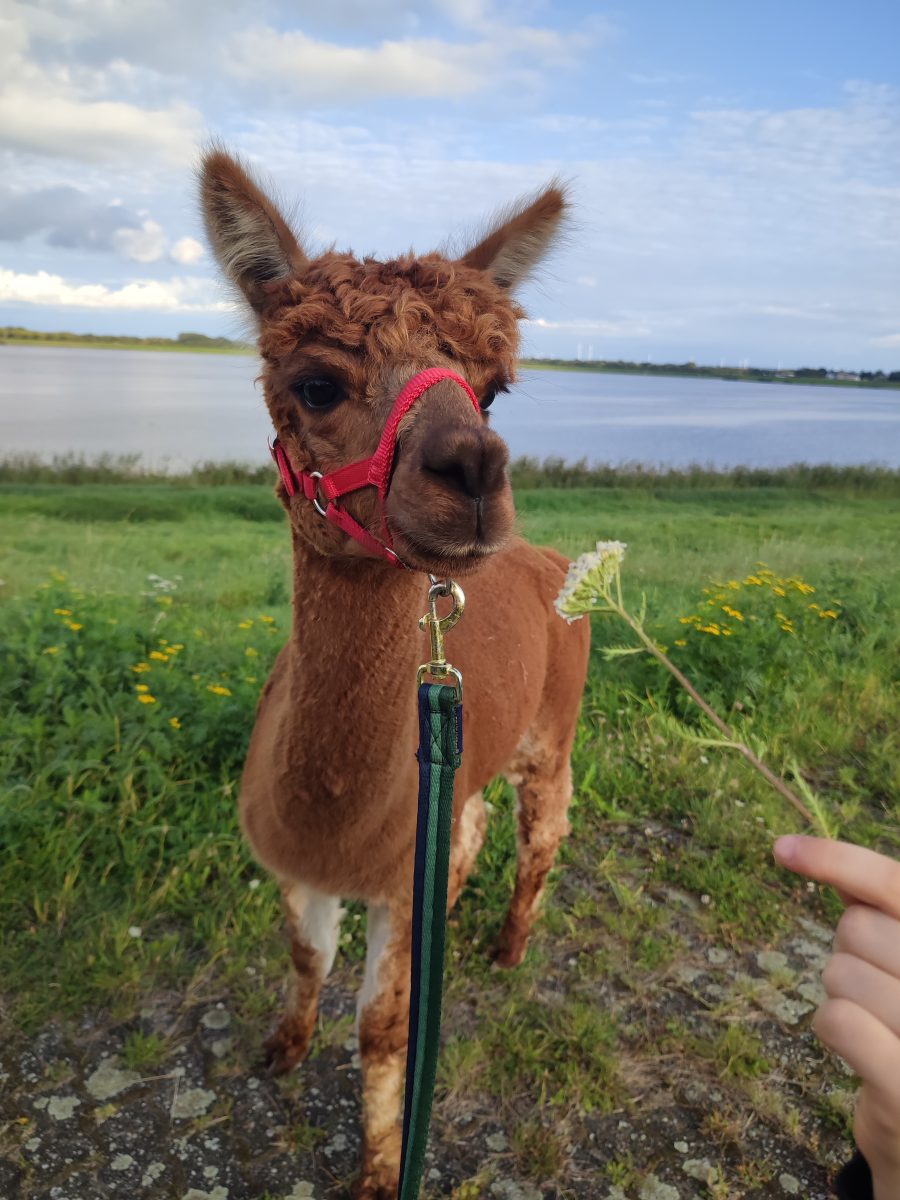 Alpaka Alf