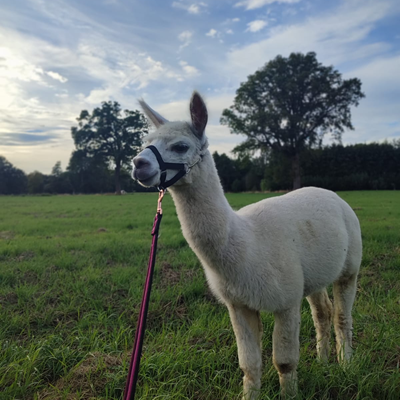 Alpaka-Spaziergang Image